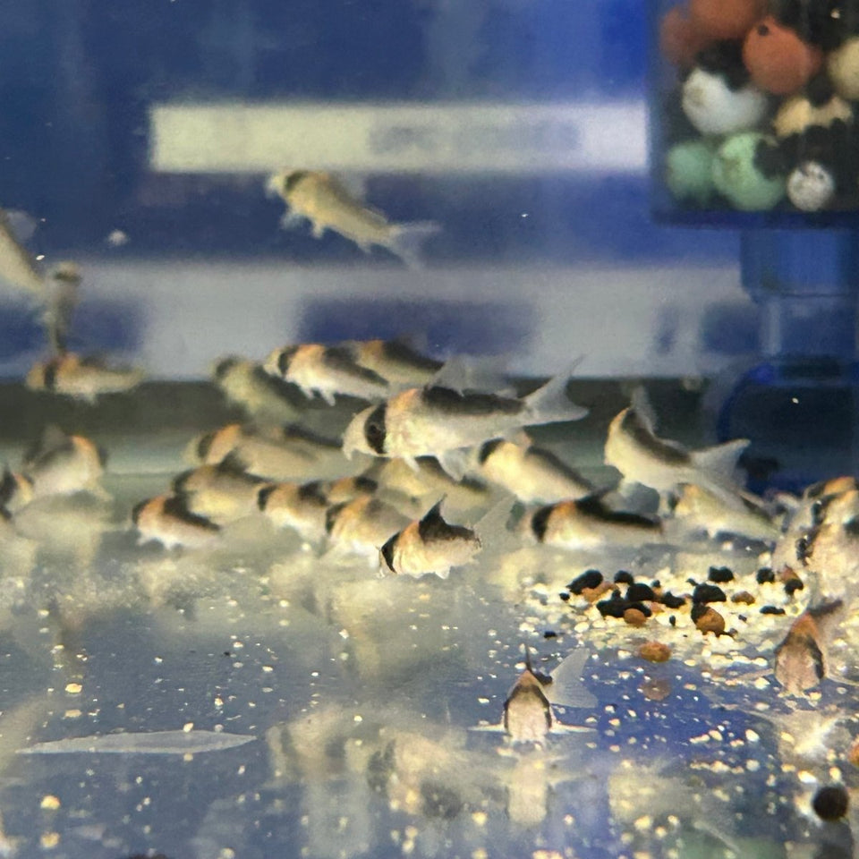 The Ultimate Guide to Feeding Your Corydoras: Stop Believing the Cleanup Crew Myth - JustFishyThing