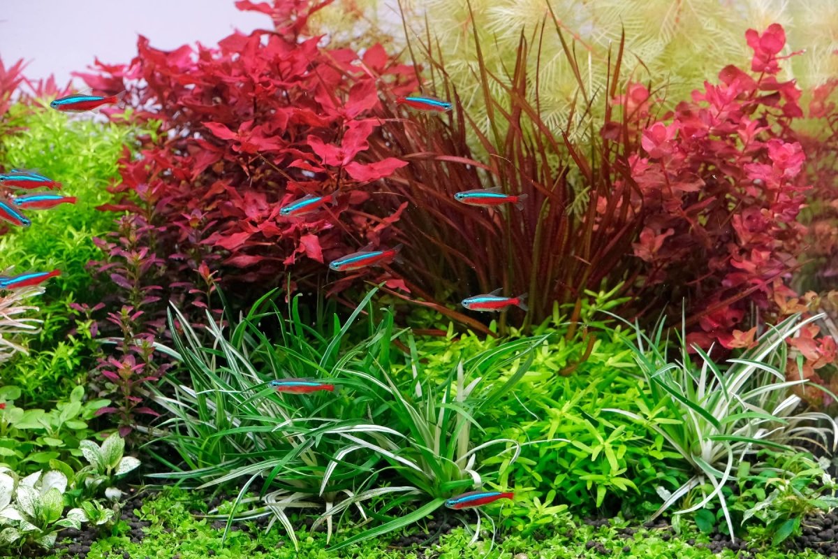Tips to Successful Community Tank - JustFishyThing