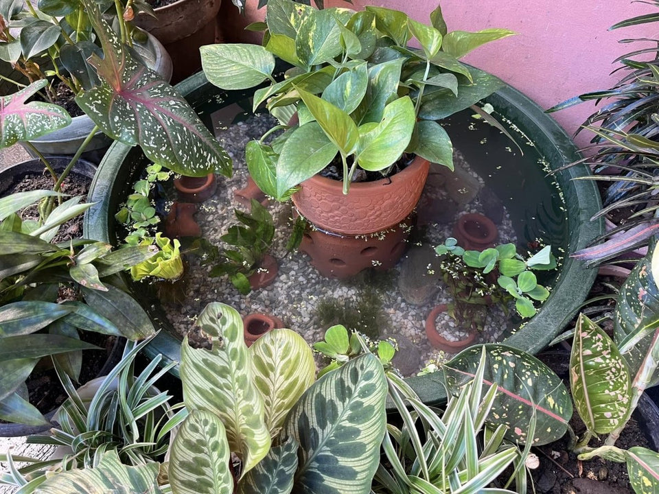 Why Tropical Fish Raising Outdoors Grow Faster - JustFishyThing