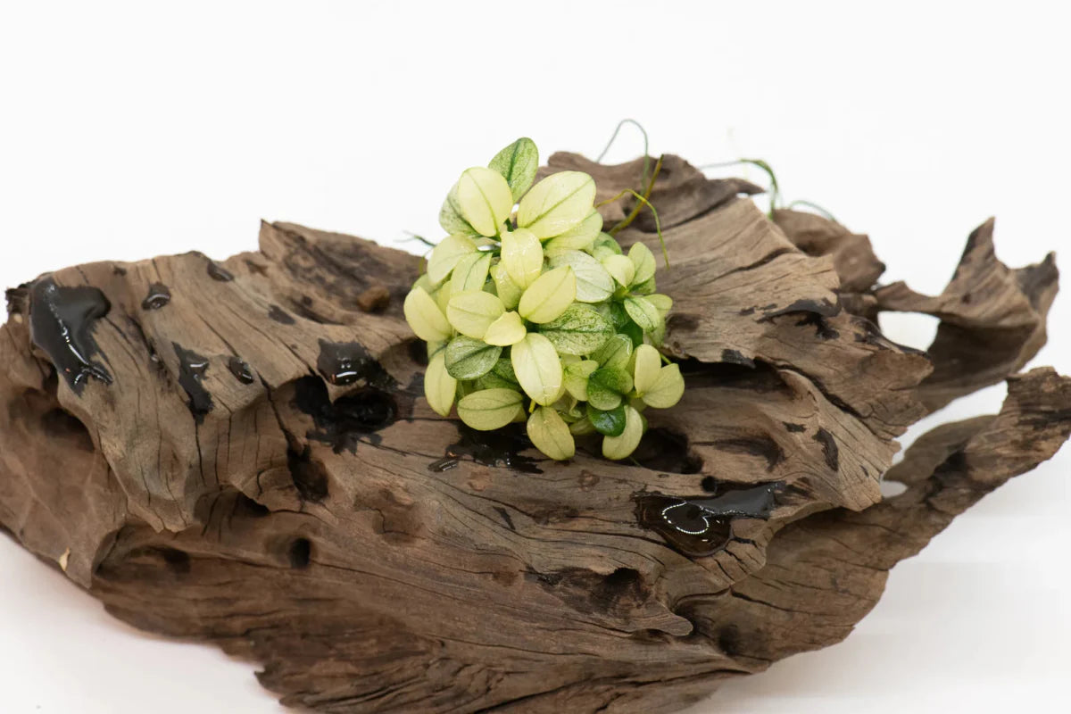 Live Plant For Sale - Live Arrival Guaranteed - Best quality - Tank grow