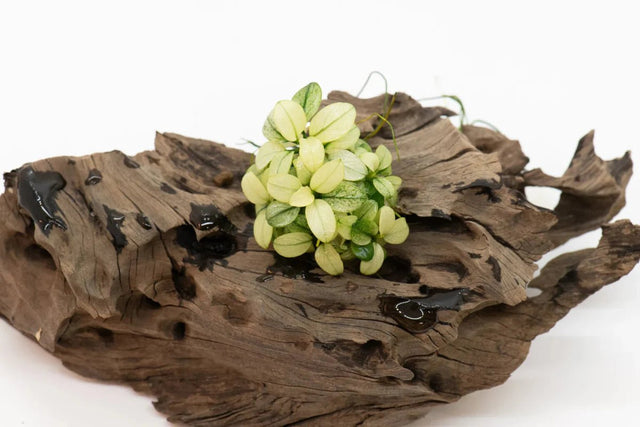 Aquatic Plants