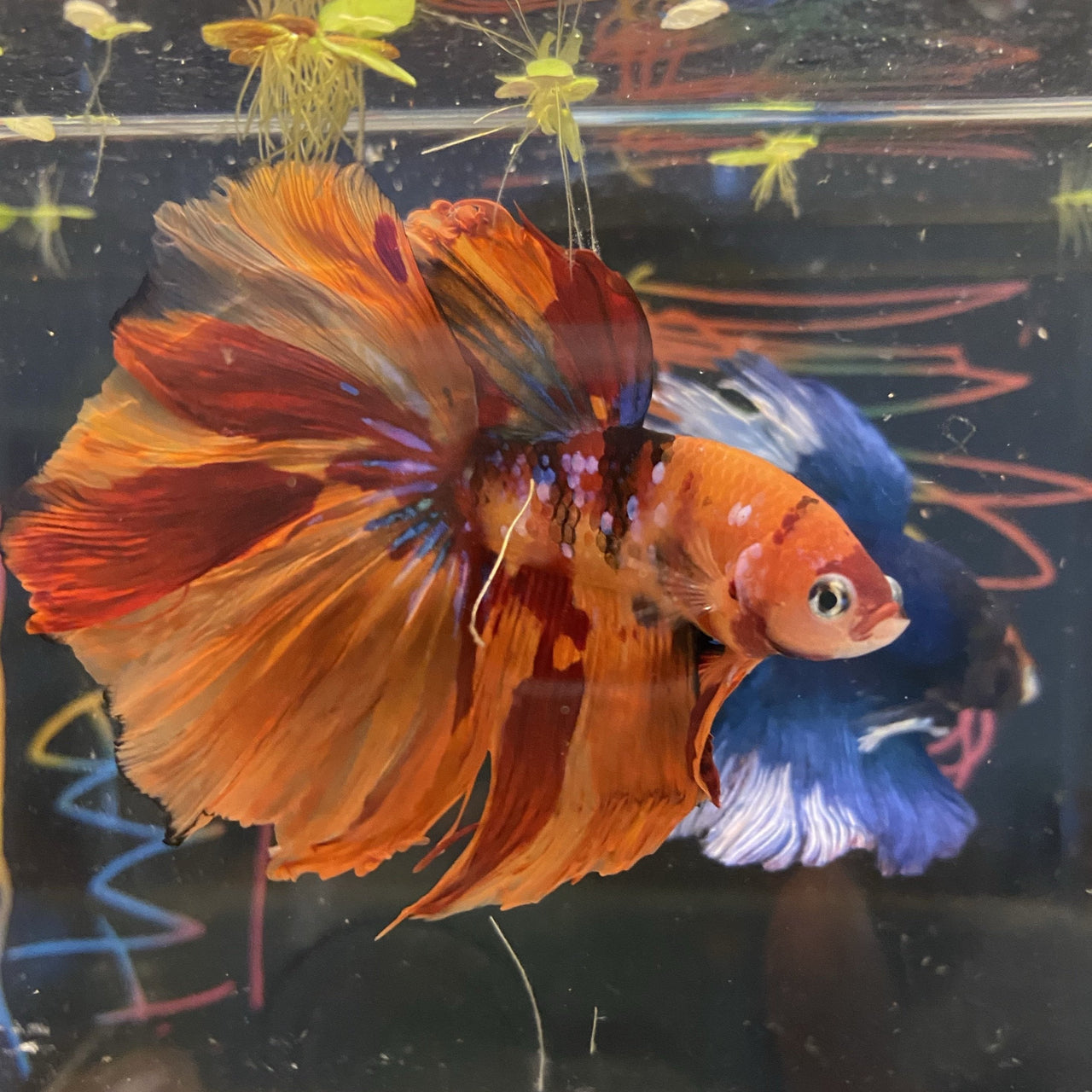 High quality betta for sale – JustFishyThing