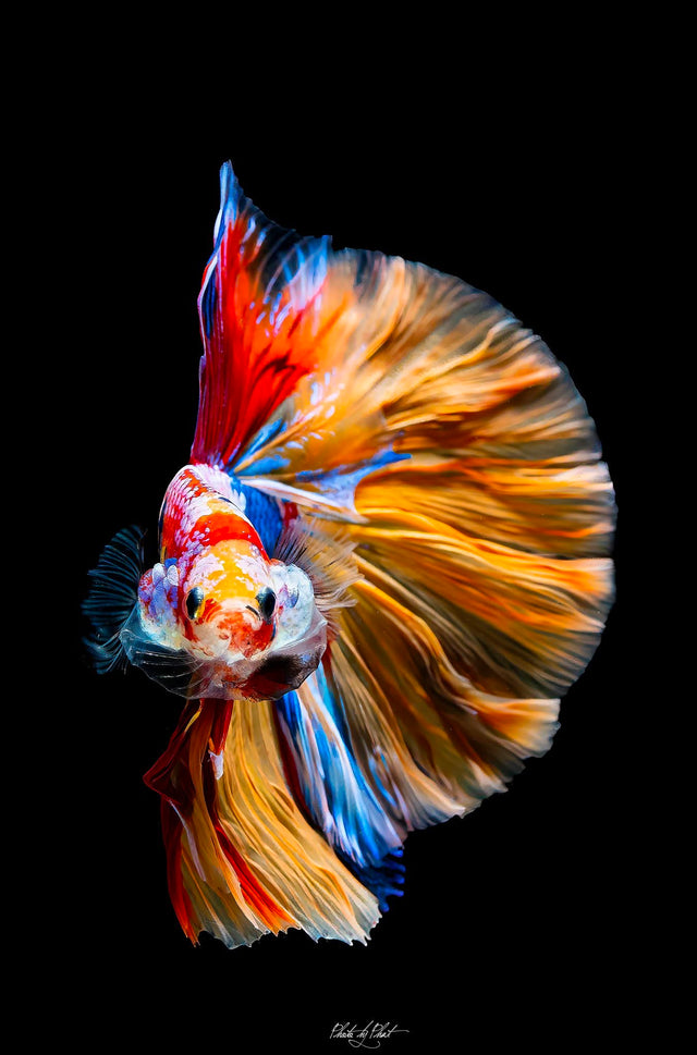 Betta Fish