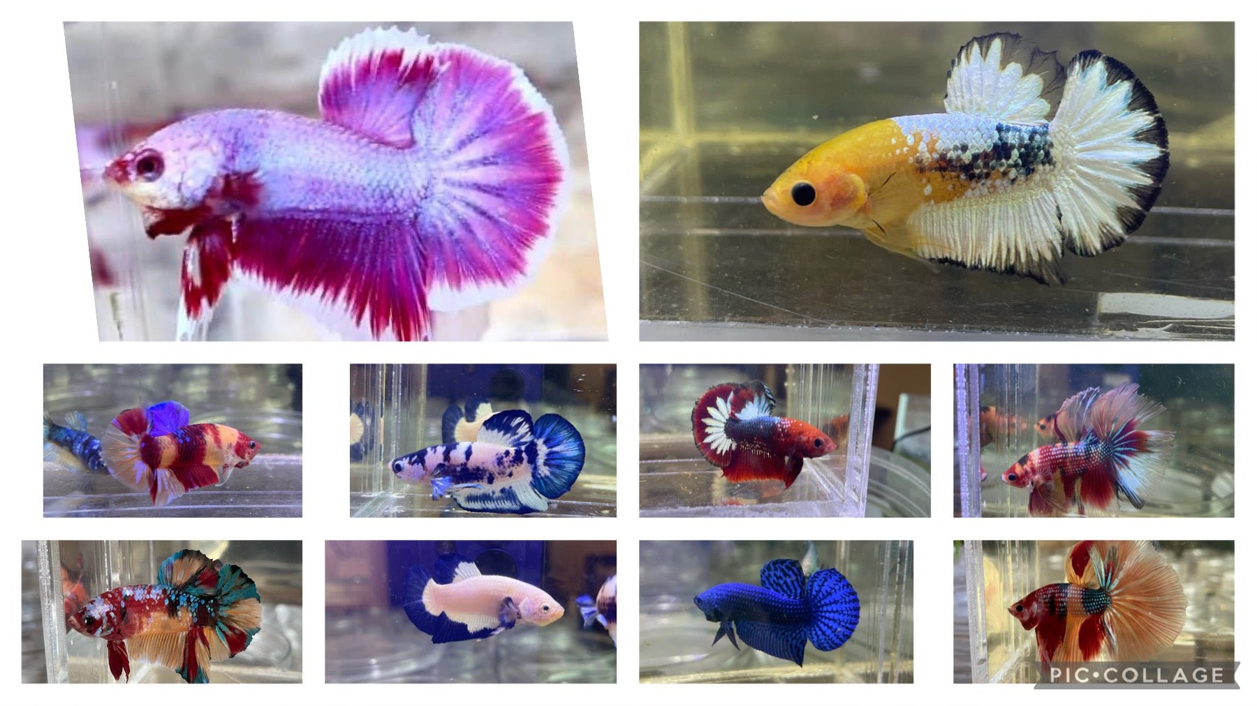 Bulk best sale betta fish