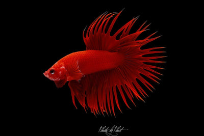 Crowntail Betta Fish - JustFishyThing
