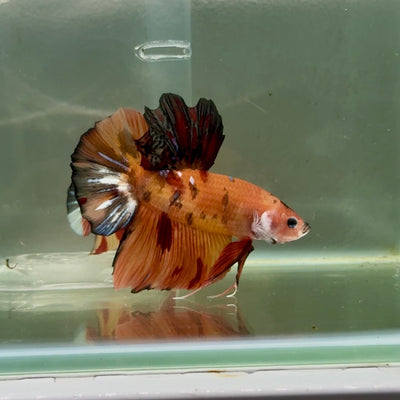 Giant Betta - JustFishyThing