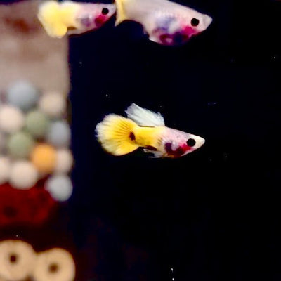 Guppy Fish - JustFishyThing