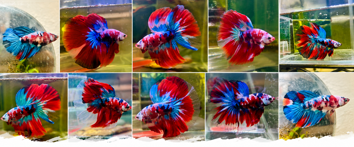 Halfmoon Betta - JustFishyThing