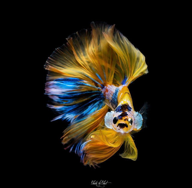 Halfmoon Betta