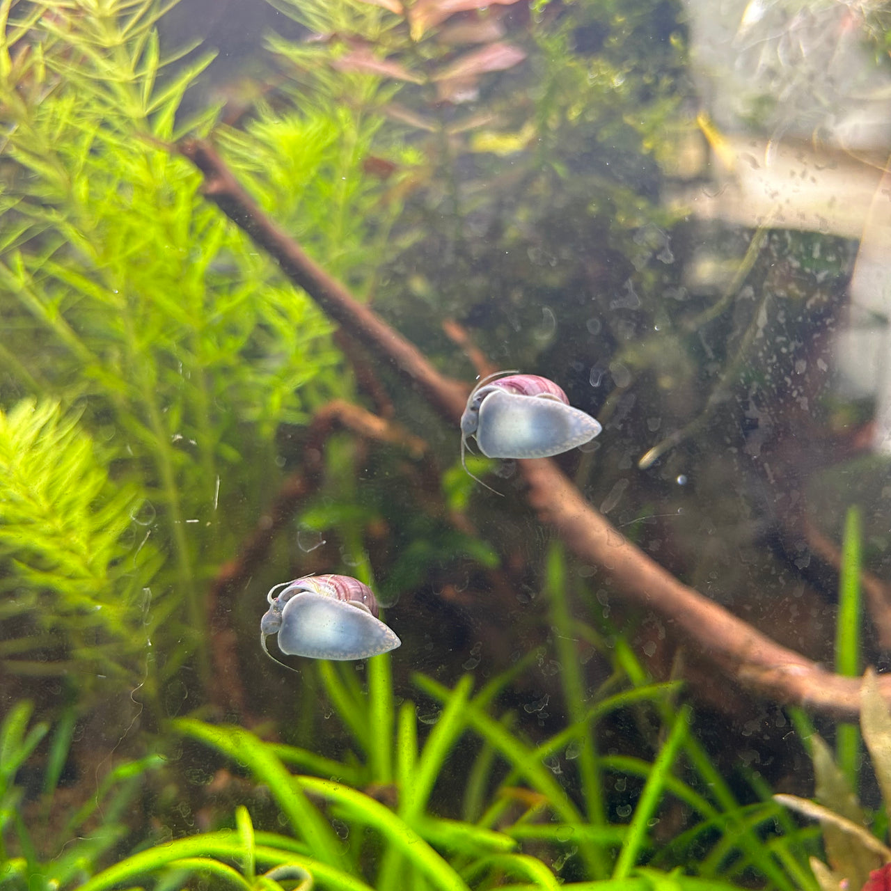 Mystery Snail, Nirite Snail, Ramshorn Snail for Sale