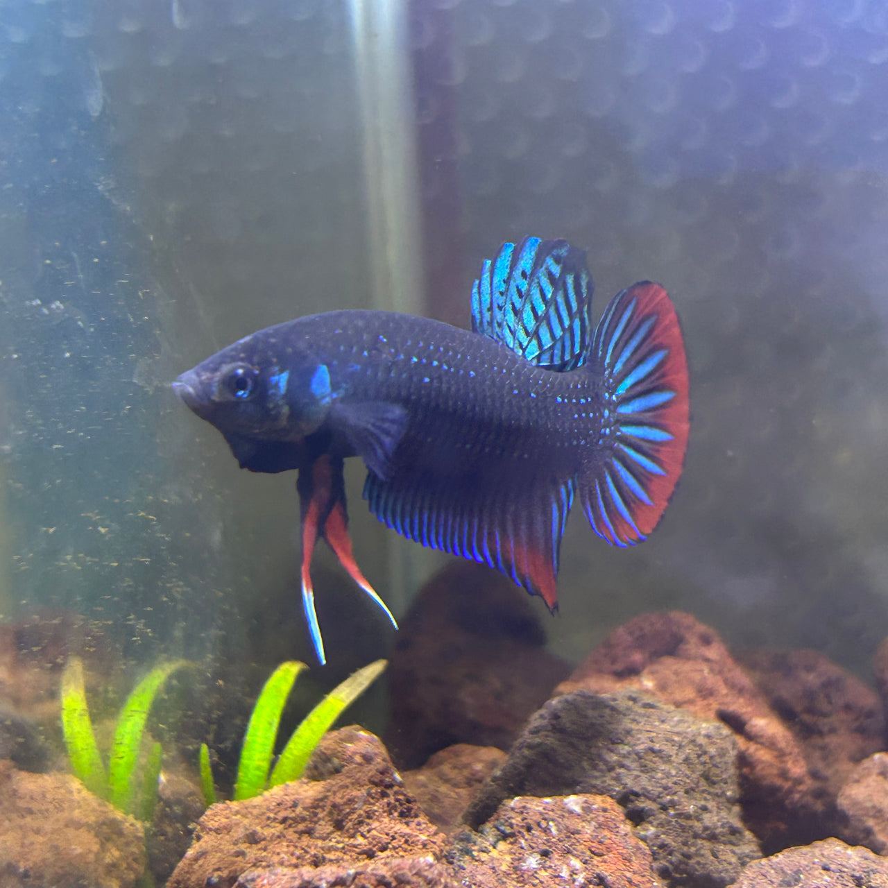 Discounted Betta Sale Live Arrival Guarantee