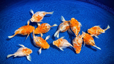 Molly Fish - JustFishyThing