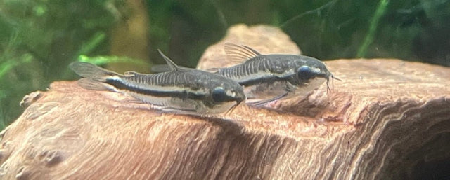 Bottom Feeder