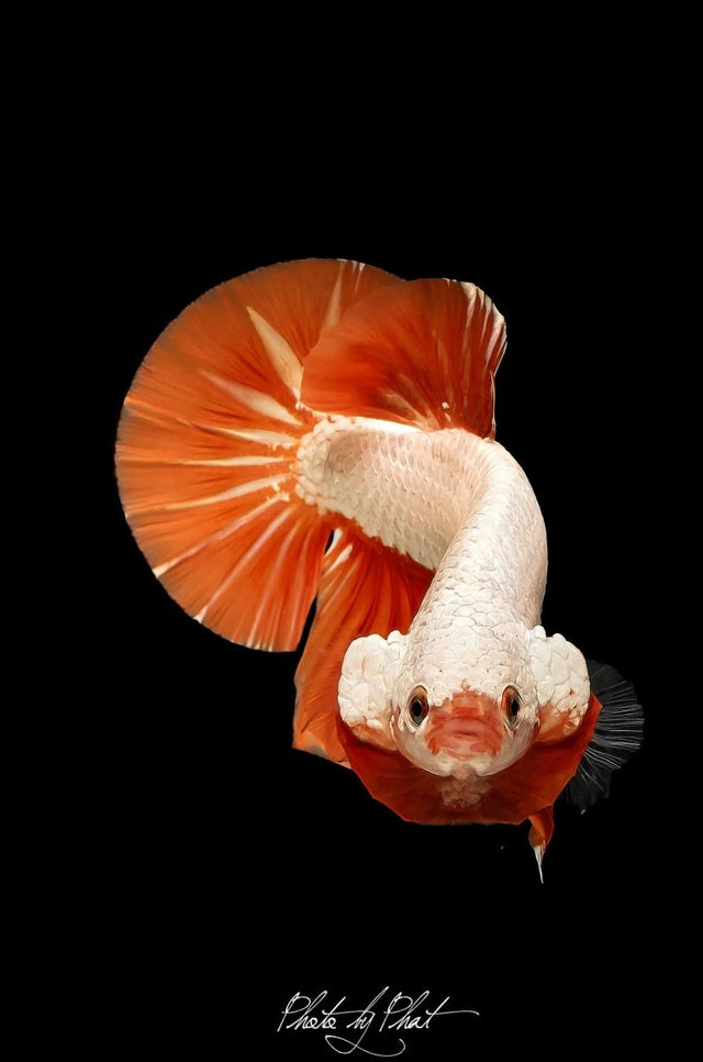 Plakat Betta