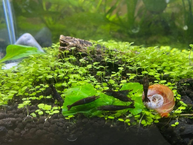 Shrimps & Snails