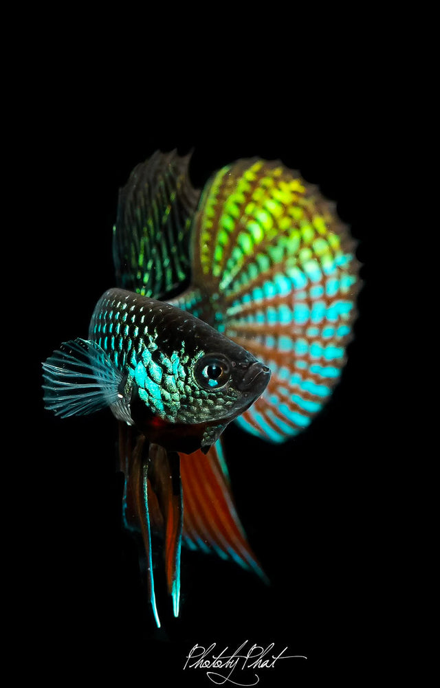Wild Betta