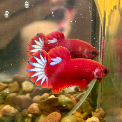 Red Fancy Hellboy Plakat - Male Betta 057