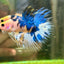 Yellow Koi Crowntail - Male Betta 029