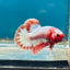 Red Fancy Copper Plakat - Male Betta 066