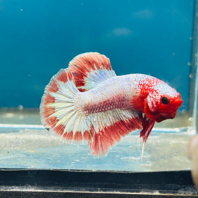 Red Fancy Copper Plakat - Male Betta 066