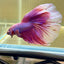 Purple Pink Halfmoon - Male Betta 097