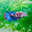 Plakat Red Koi Galaxy Female Betta #170
