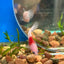 Koi Tancho Plakat - Female Betta 057