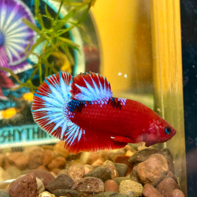 Red Fancy Hellboy Plakat - Male Betta 109