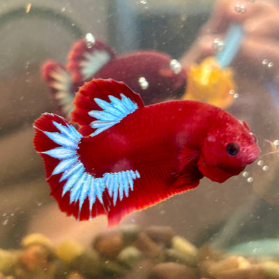 Red Fancy Hellboy Plakat - Male Betta 066