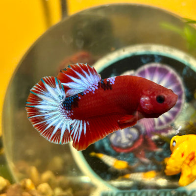 Red Fancy Hellboy Plakat - Male Betta 109