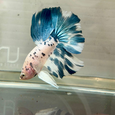 Blue Marble Halfmoon - Male Betta 175