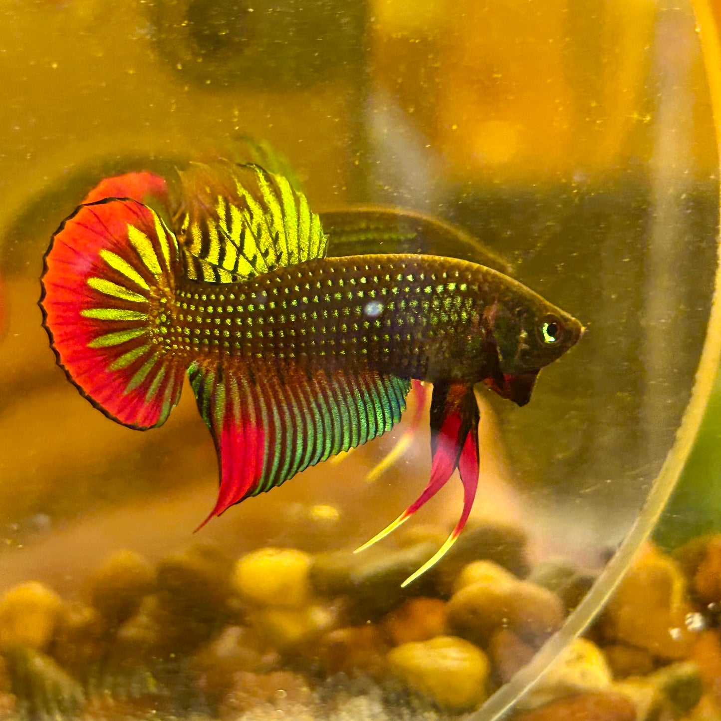 Wild Imbellis Green - Male Betta 010