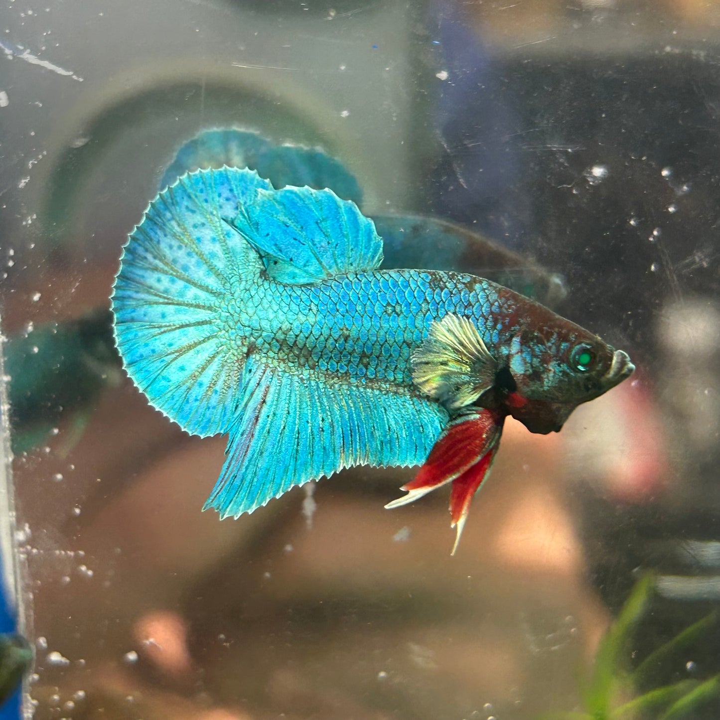 Dumbo TurquoiseNeon Plakat - Male Betta 009