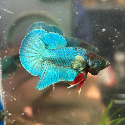 Dumbo TurquoiseNeon Plakat - Male Betta 009