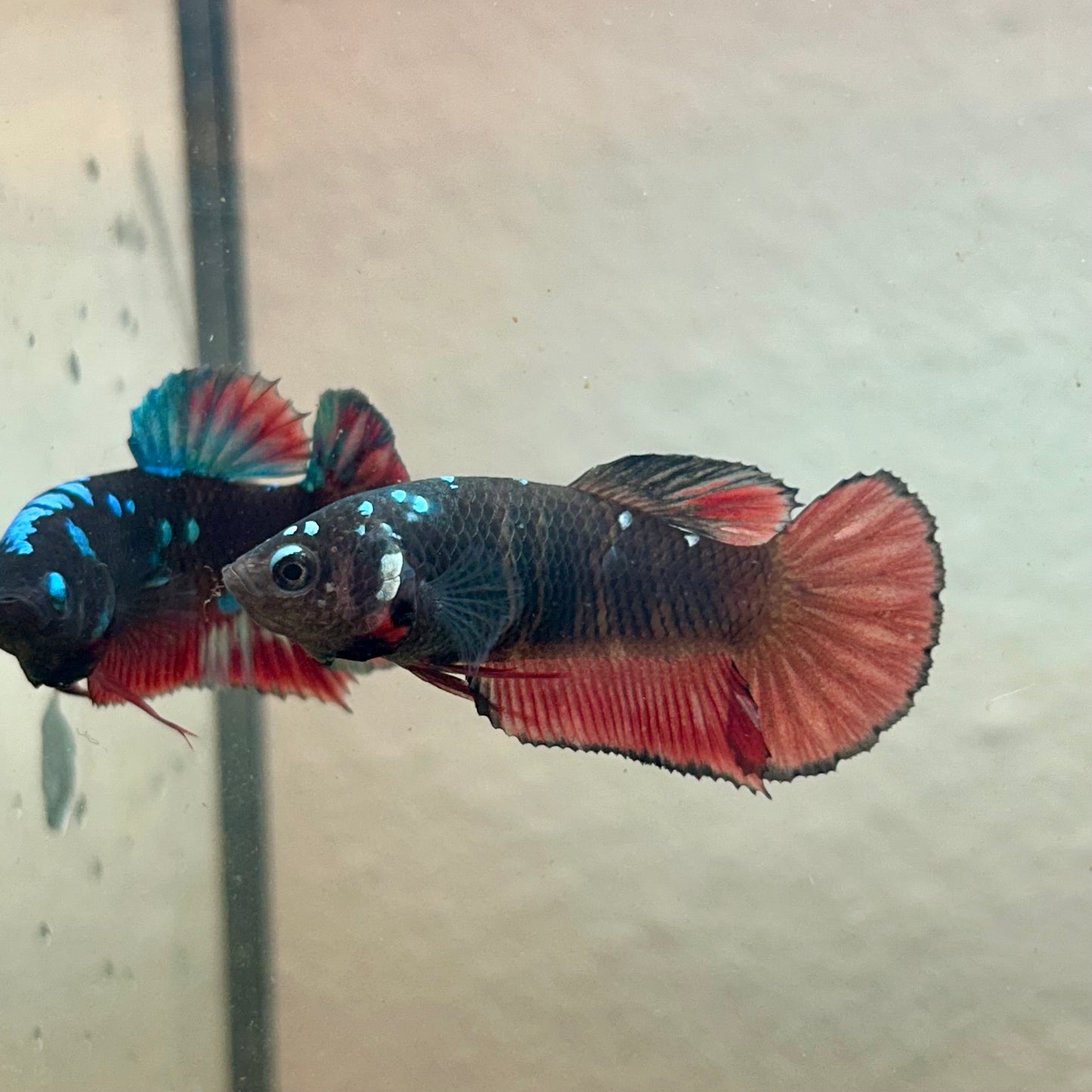 Copper Avarta Vampire Plakat - Female Betta 183