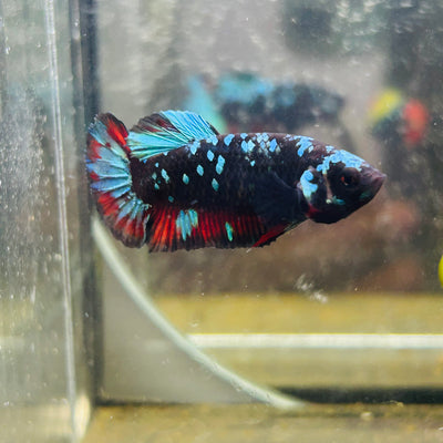 Avarta Nebula Plakat - Female betta 005