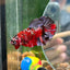 Red Copper Galaxy Plakat - Male Betta 118