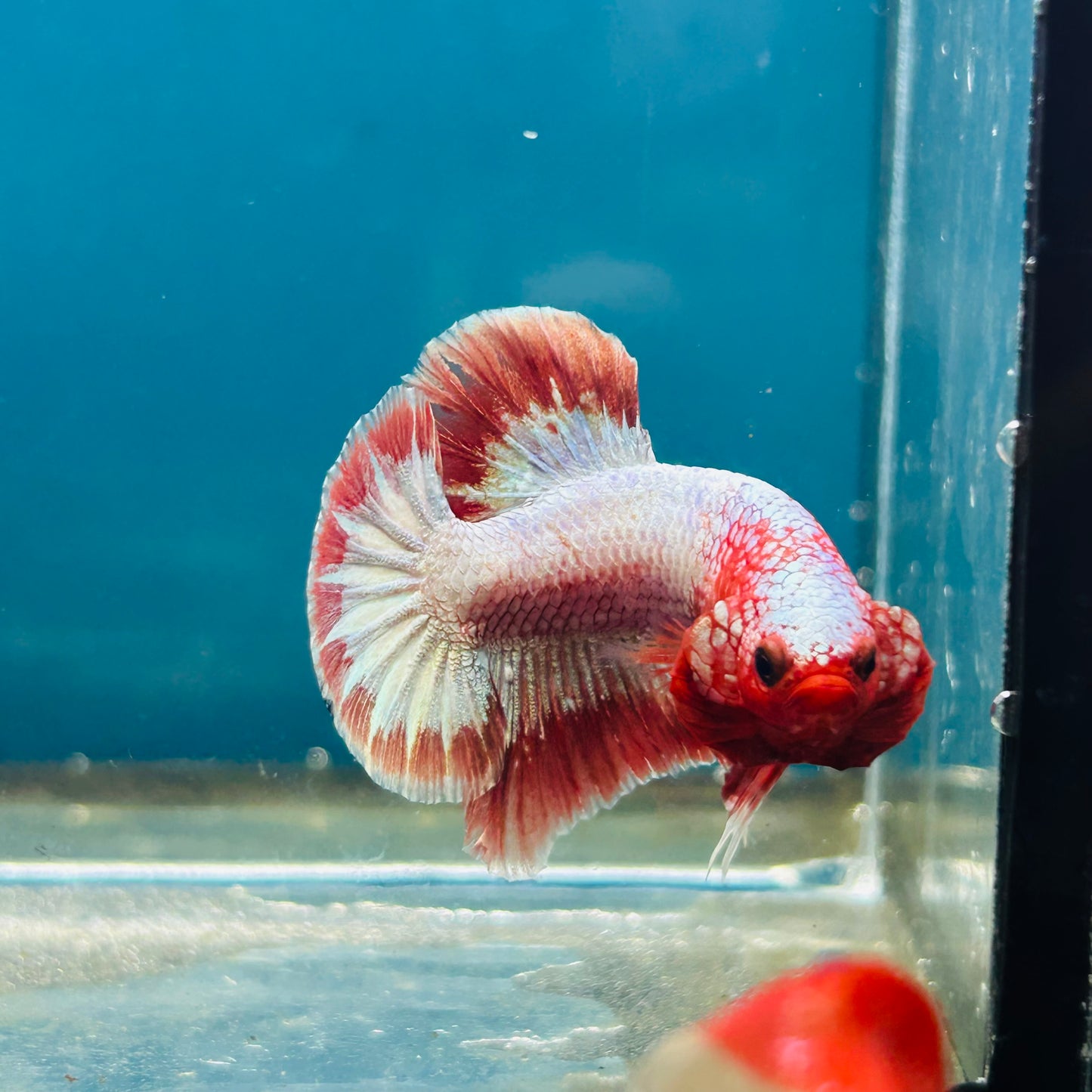 Red Fancy Copper Plakat - Male Betta 066