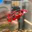 Koi Red Galaxy Plakat - Female Betta 112