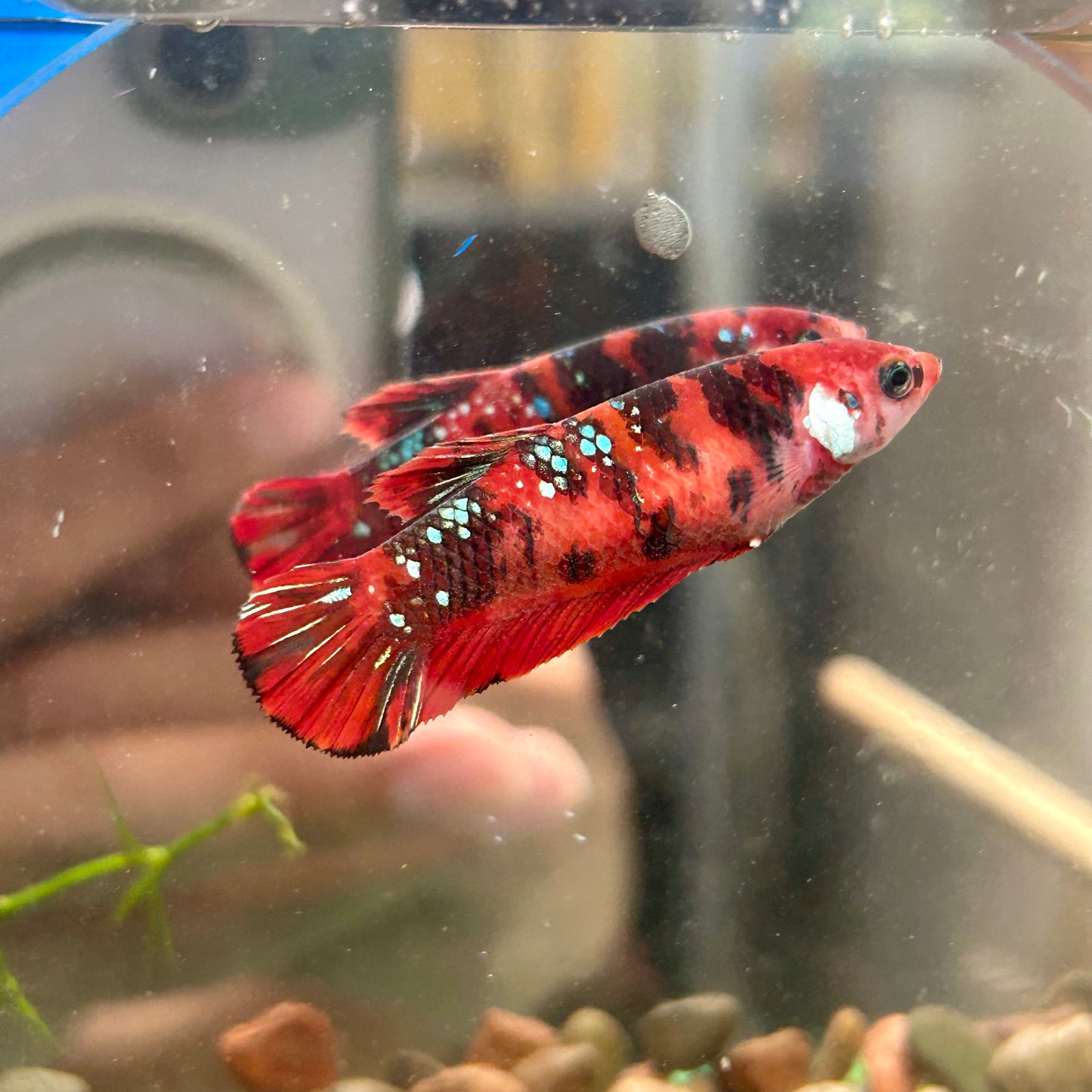 Koi Red Galaxy Plakat - Female Betta 112