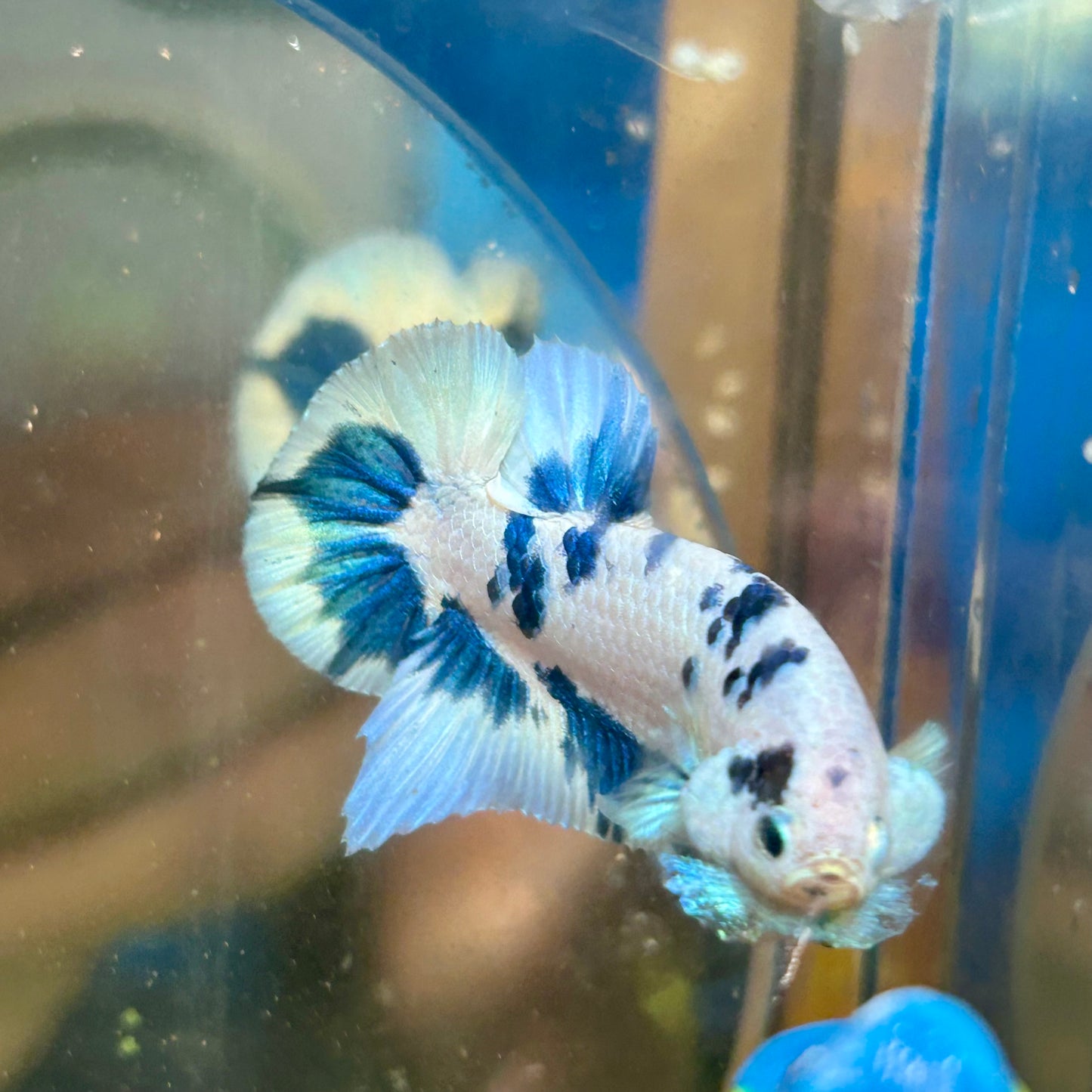 Blue Marble Plakat - Male betta 141