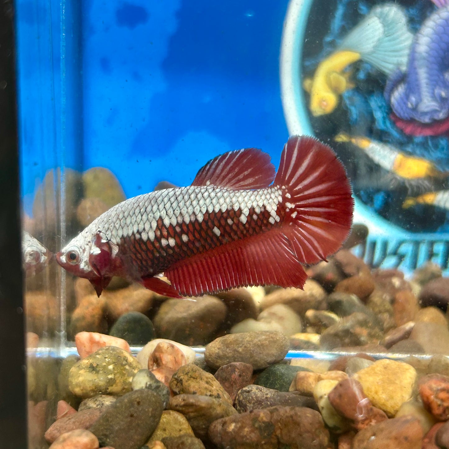 Red Samurai Plakat - Female Betta 137