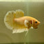 Dumbo Gold Vanda Plakat - Male Betta 055