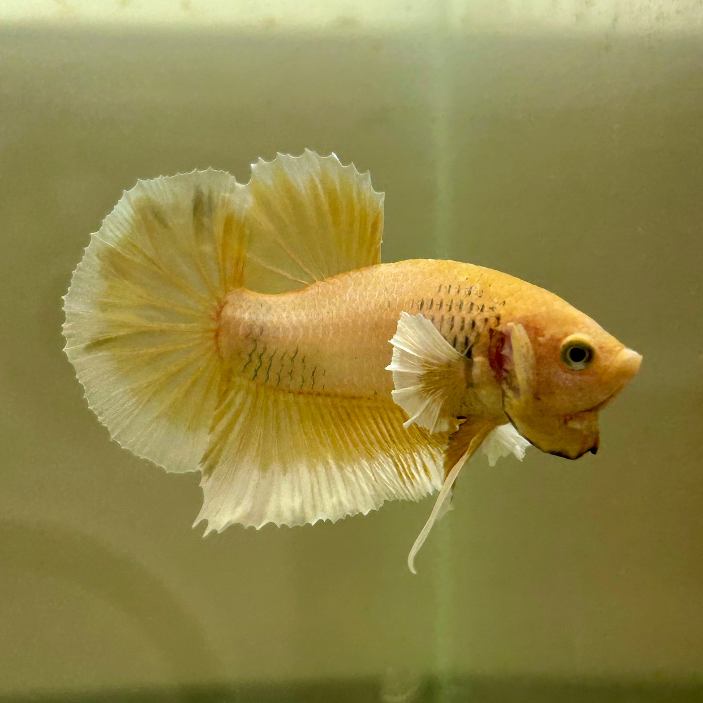 Dumbo Gold Vanda Plakat - Male Betta 055