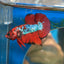 Red Tiger Plakat - Male Betta 061