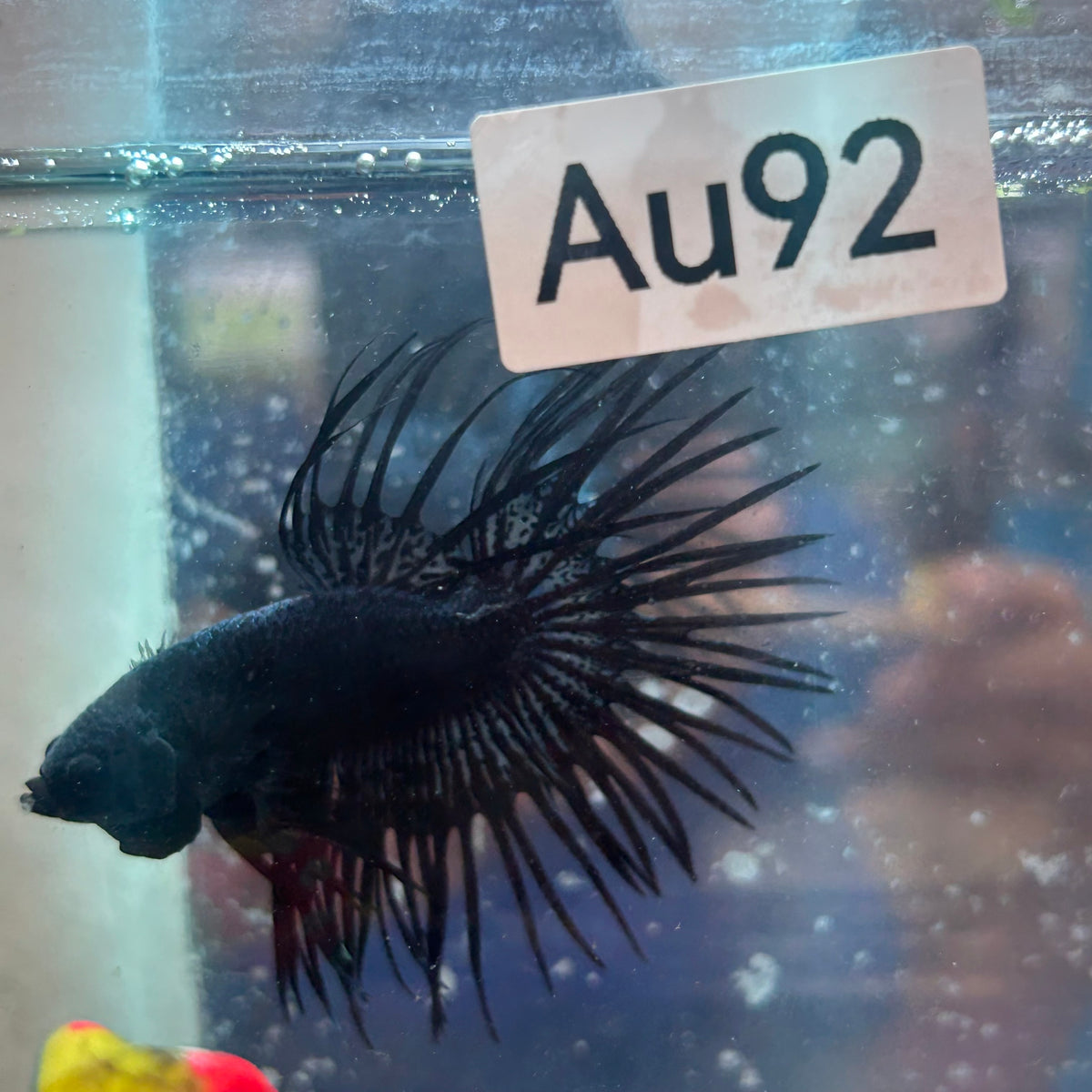 Black Orchid Crowntail - Male Betta #Au92