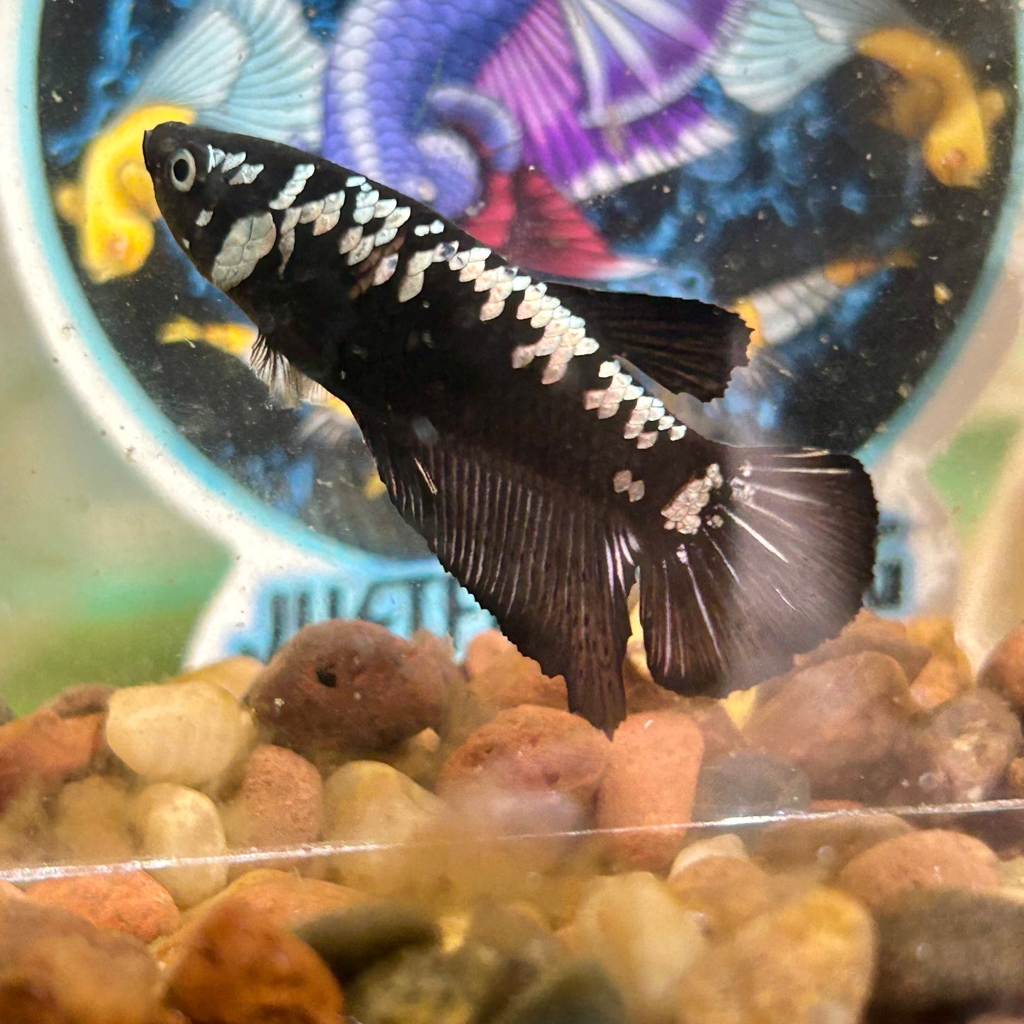 Black Samurai Plakat - Male betta 141