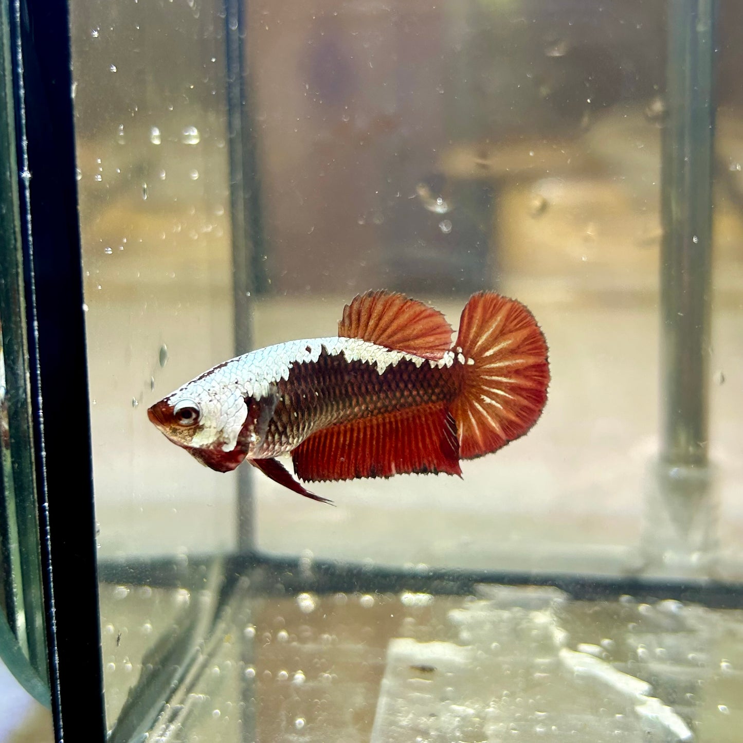 Blood Samurai Plakat - Female Betta SF01