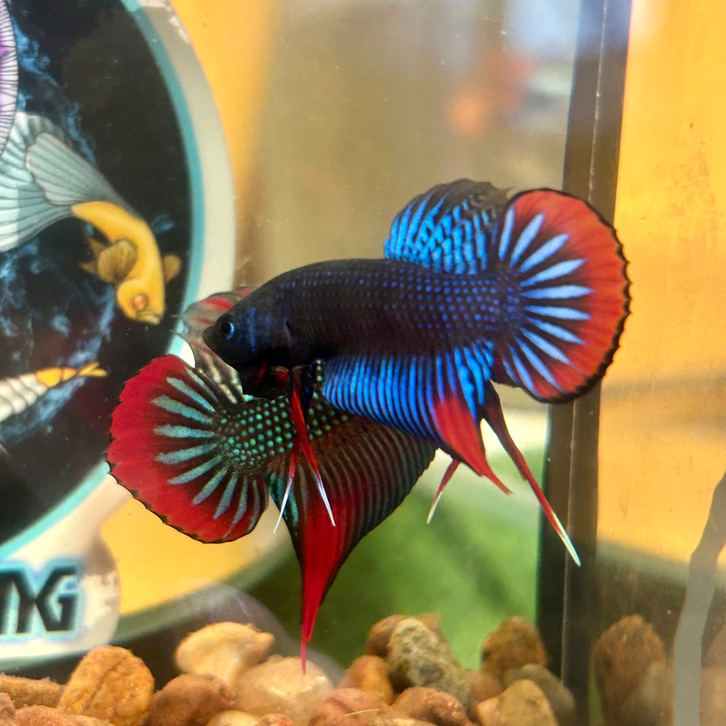 Wild Imbellis Blue - Male Betta 196