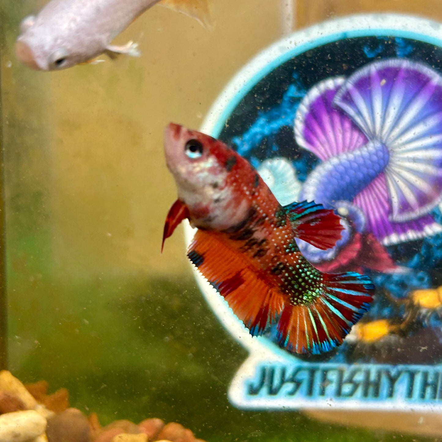 Multicolor Metallic Plakat - Female Betta 029